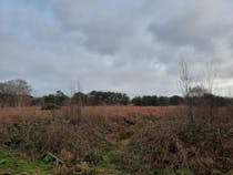 Explore Knettishall Heath Nature Reserve