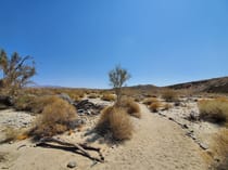 Explore the Serene Coachella Valley Preserve