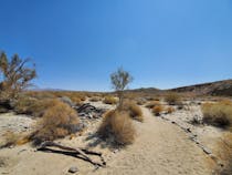 Explore the Serene Coachella Valley Preserve