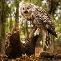 Experience the Enchanting Owls at Kent Owl Academy