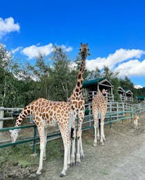 Experience the Port Lympne Safari Park