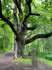 Explore the Majestic Birnam Oak