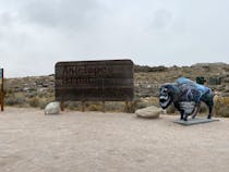 Explore the Wildlife at Antelope Island State Park