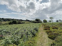 Quantock Hills