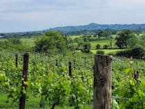 Fenny Castle Vineyard