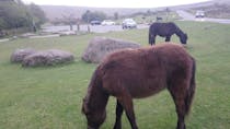 Meet the Dartmoor Ponies at the Trust