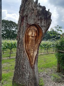 Explore English Oak Vineyard
