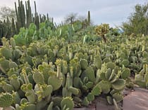 Immerse yourself in the beauty of Desert Botanical Garden