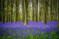 Explore the Enchanting Bluebell Wood