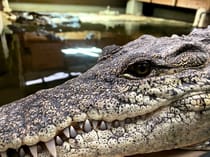 Experience the Crocodiles of the World