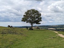 Explore Cissbury Ring's Ancient Fort and Breathtaking Views