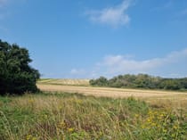 Explore the Ancient Yew Trees at Kingley Vale