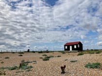 Explore Rye Harbour Nature Reserve