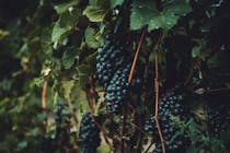 Explore Sedlescombe Organic Vineyard
