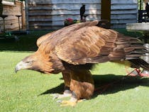 Explore Loch Lomond Bird of Prey Centre