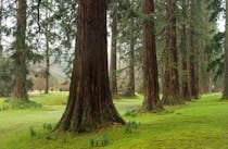 Explore Benmore Botanic Garden