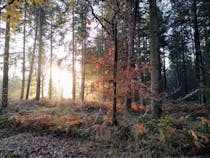 Explore Wyre Forest's Scenic Trails and Tree Top Climbing