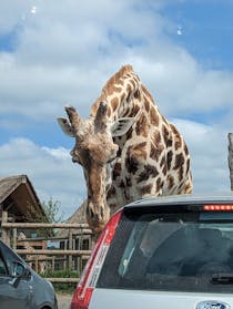 Explore the West Midland Safari Park