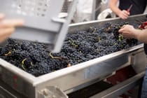 Learn about fine grapes at London Cru Winery