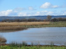 Explore RSPB Burton Mere Wetlands