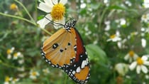 Discover the Stratford Butterfly Farm