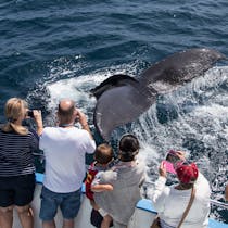 Experience Whale Watching & Sportfishing