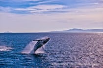 Experience Whale Watching on the Condor Express