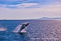 Experience Whale Watching on the Condor Express