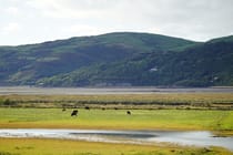 Explore RSPB Ynys-hir Nature Reserve