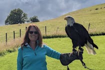 Falconry Experience Wales (Strictly by Appointment only)