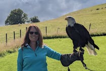 Experience Falconry in Wales