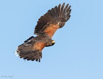 Experience Icarus Falconry's Enchanting Birds of Prey