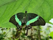 Experience the Magic of Life Butterfly House