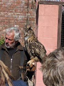 Experience the Magnificent Birds of Prey at Lakeland Bird Of Prey Centre