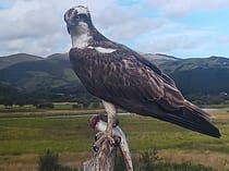 Experience the Dyfi Osprey Project