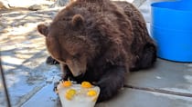 Explore Big Bear Alpine Zoo