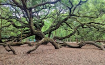 Admire the Majestic Angel Oak Tree