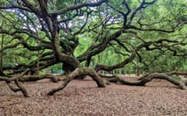 Admire the Majestic Angel Oak Tree