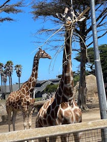 Explore the San Francisco Zoo