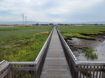 Explore the Baylands Nature Preserve