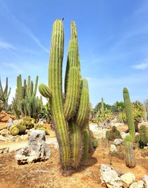Explore Botanicactus: A Desert Wonderland of Cacti