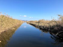 Explore the Wildlife at Albufera de Mallorca