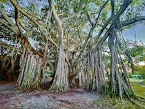 Explore the Diverse Wildlife at Birch State Park