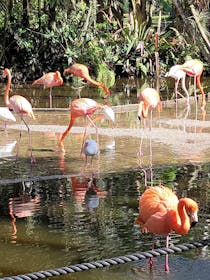 Explore Flamingo Gardens