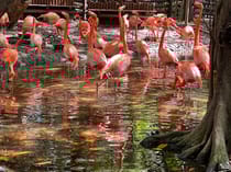 Explore the Exotic Wildlife at Jungle Island