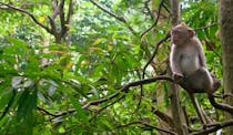 Interact with Playful Monkeys