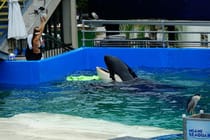 Explore the Miami Seaquarium