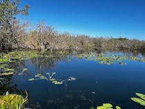 Experience an Exciting Everglades Adventure