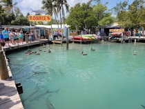 Feed and Explore at Robbie's of Islamorada