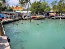 Feed and Explore at Robbie's of Islamorada